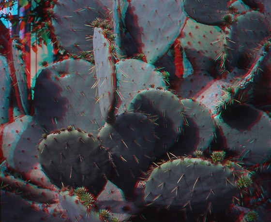 Cactus anaglyph